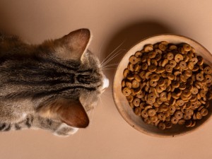 En İyi Kedi Maması İçeriği Nedir?