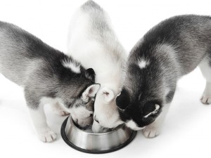 Köpek Maması Kediye Verilir Mi?