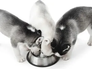 Köpek Maması Kediye Verilir Mi?